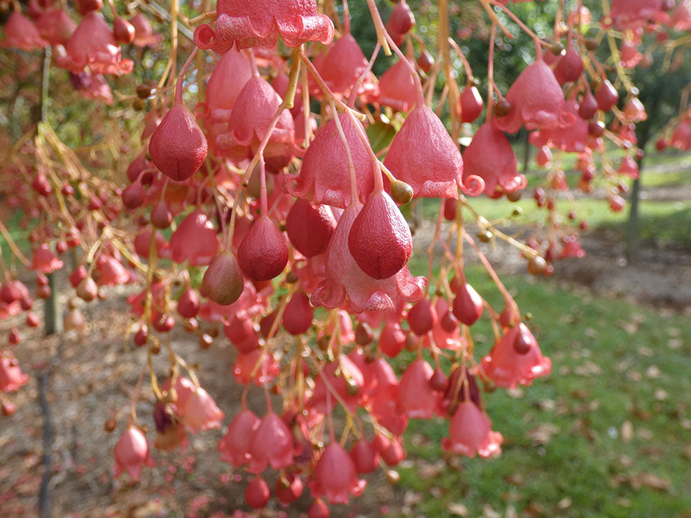 BRACHYCHITON acerifolius x populneus ‘Bella Pink’ grafted - Flowers