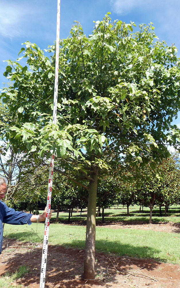 BRACHYCHITON acerifolius x discolor 'Clarabelle' grafted
