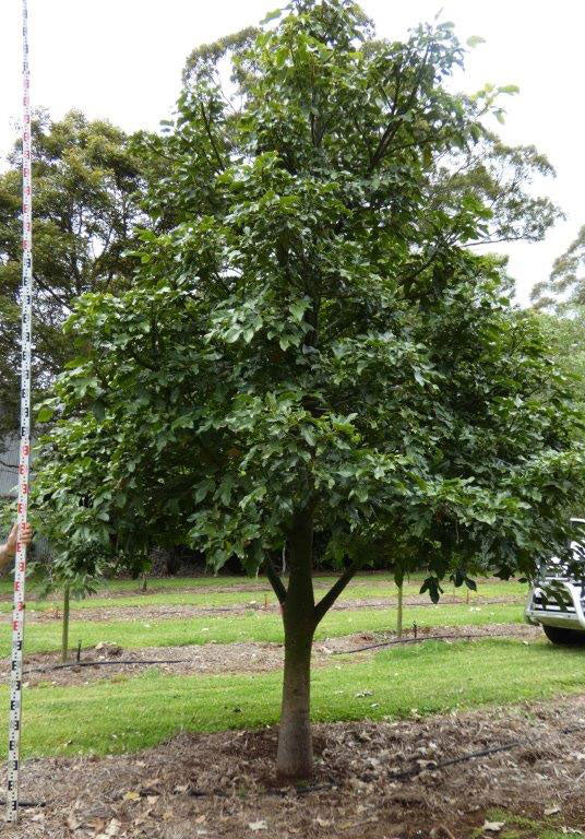 BRACHYCHITON acerifolius x bidwillii ‘Red Robin’ grafted