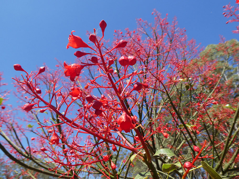 BRACHYCHITON acerifolius (Flame Tree) - Flowers