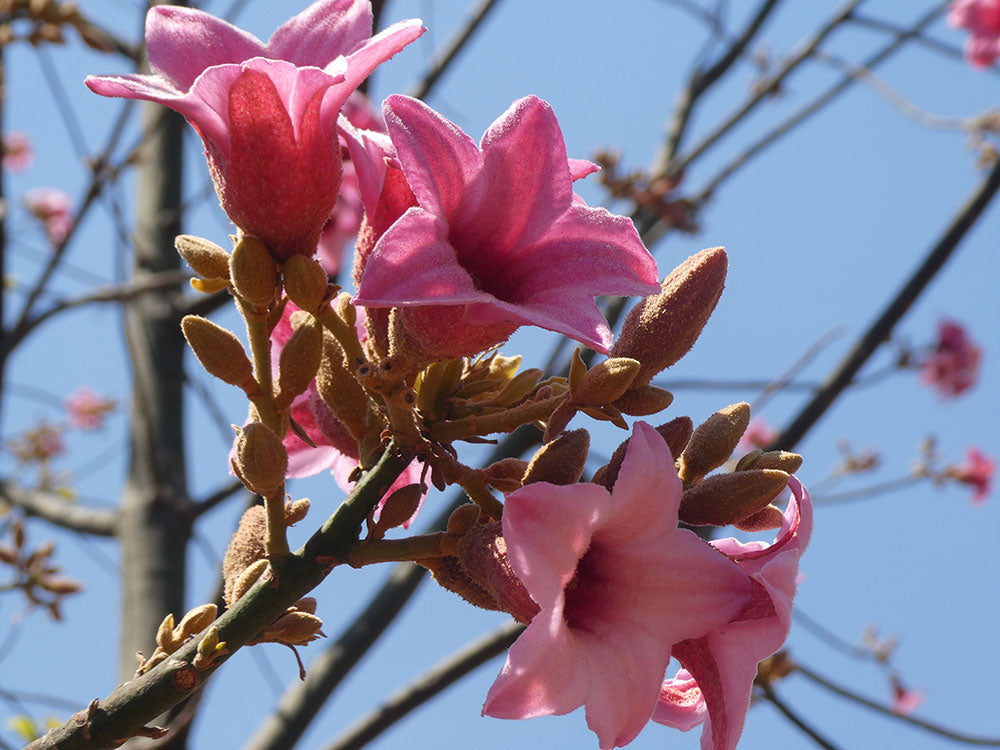 BRACHYCHITON discolor ‘Highfields Pink’ (Lacebark) grafted - Flowers