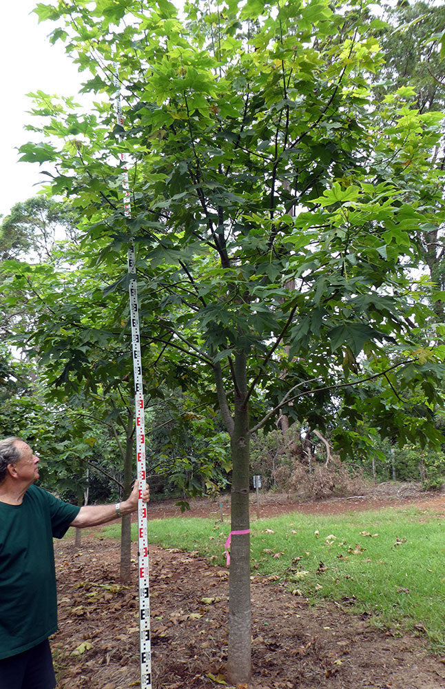 BRACHYCHITON discolor (Lacebark)