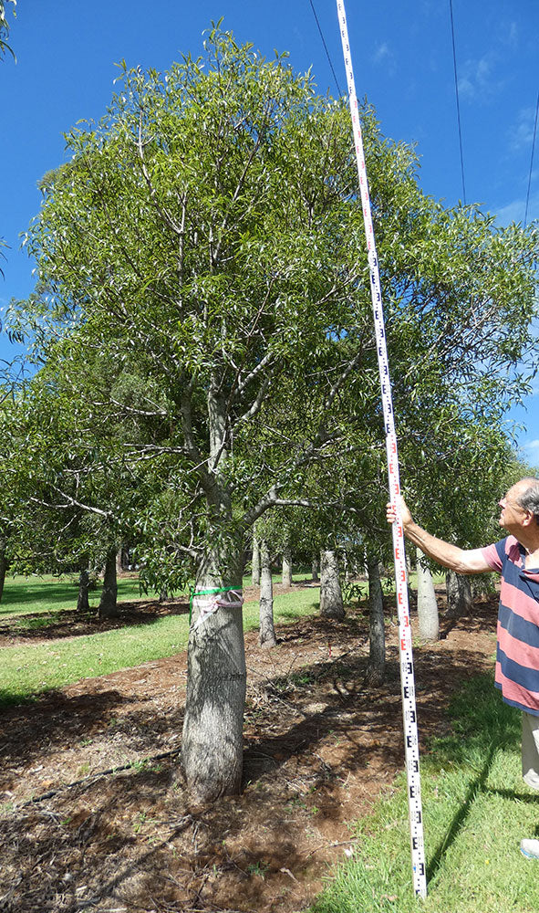 BRACHYCHITON rupestris (Bottle Tree)