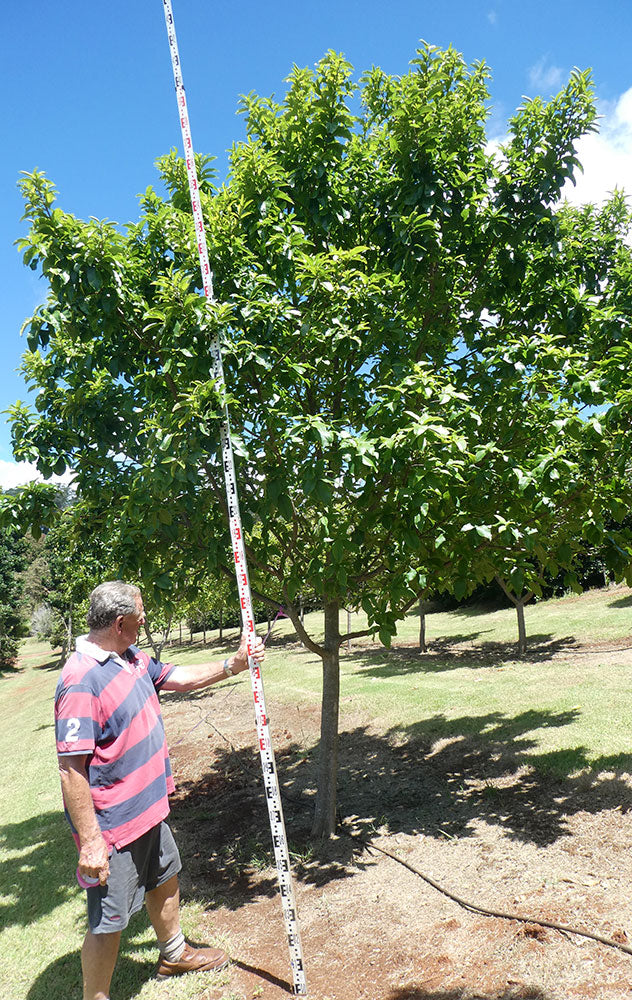 CALODENDRON capense (Cape Chestnut)