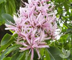 CALODENDRON capense (Cape Chestnut) - Flowers