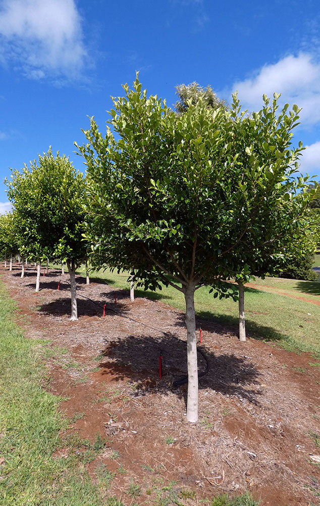 FICUS microcarpa hillii ‘Flash’