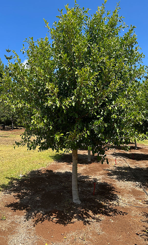FICUS microcarpa hillii ‘Flash’