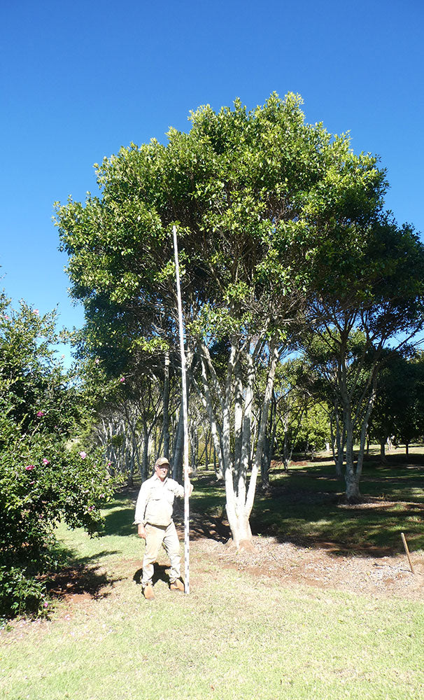FICUS obliqua  (Small Leafed Fig)