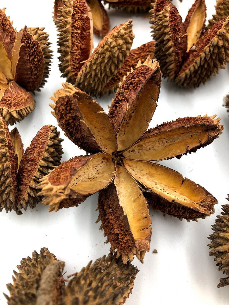 FLINDERSIA australis (Crow’s Ash, Australian Teak) - Seed Pods