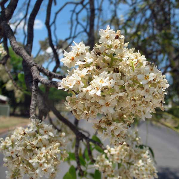 FLINDERSIA australis (Crow’s Ash, Australian Teak) -  Flowers