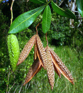 leopard plant seeds FLINDERSIA collina (Leopard Ash) – Emaho Trees