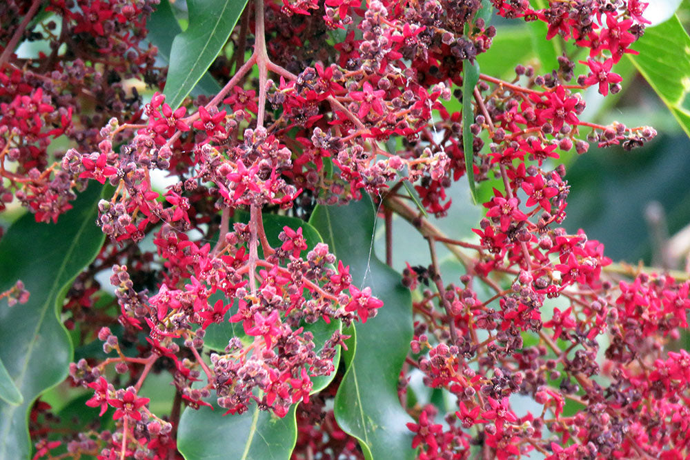 Flindersia pimenteliana (Maple or Rose Silkwood)