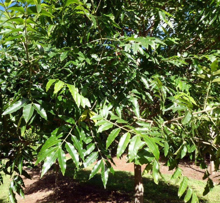 FLINDERSIA xanthoxyla (Yellow Ash) - Leaves