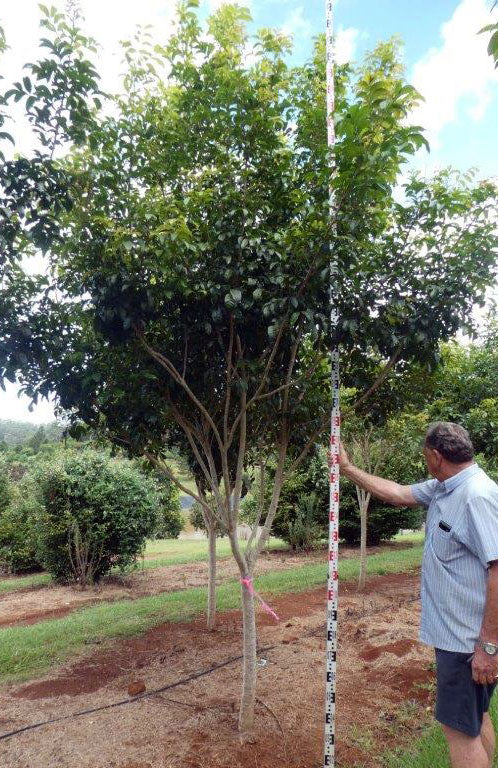 HARPULLIA pendula (Tulipwood)
