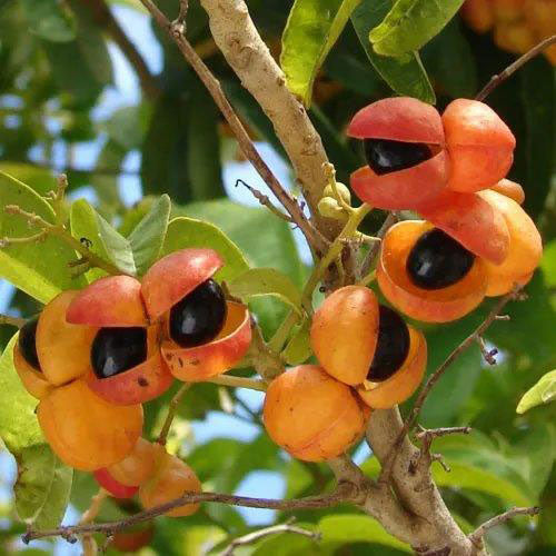 HARPULLIA pendula (Tulipwood) - Berries