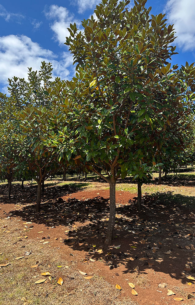 MAGNOLIA grandiflora ‘Exmouth’ (Bull Bay Magnolia)
