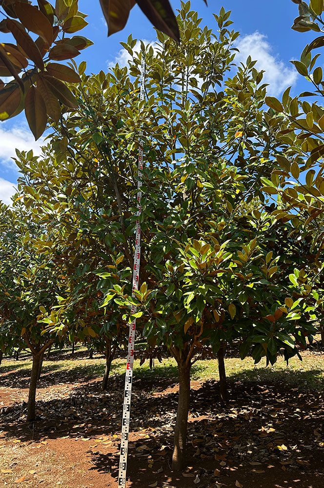 MAGNOLIA grandiflora ‘Exmouth’ (Bull Bay Magnolia)