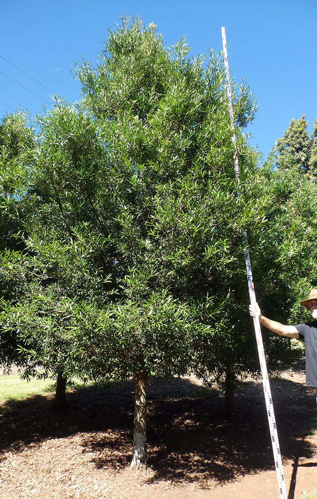 PODOCARPUS elatus (Plum or Brown Pine)