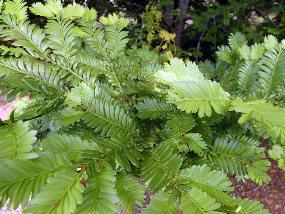 PRUMNOPITYS ladei (Mt. Spurgeon Black Pine) - Foliage