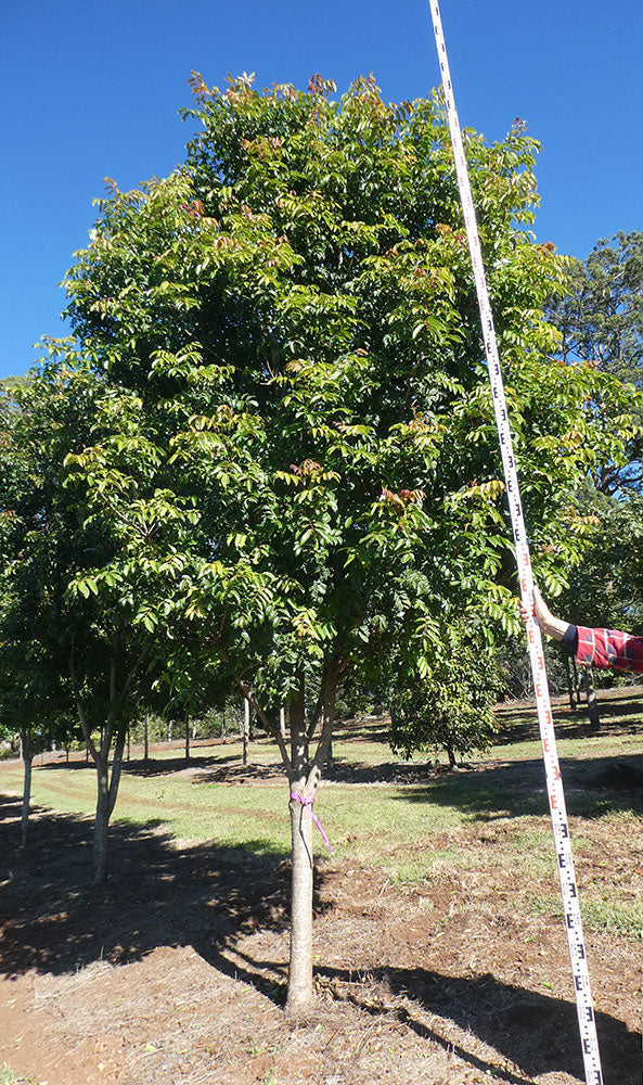 RHODOSPHAERA rhodanthema (Deep Yellow Wood)