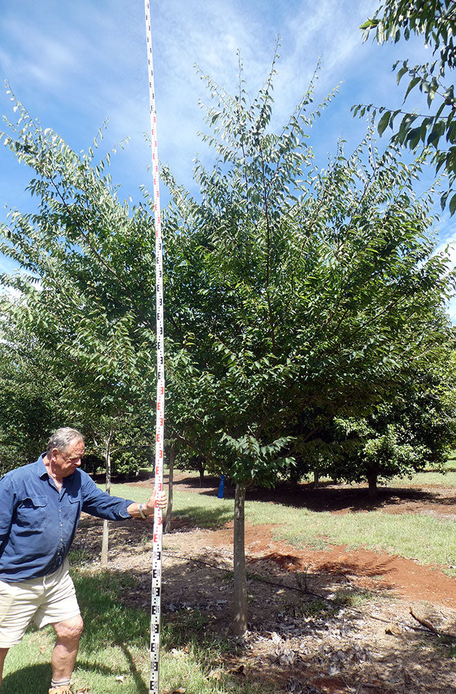 ZELKOVA serrata (Japanese Elm)