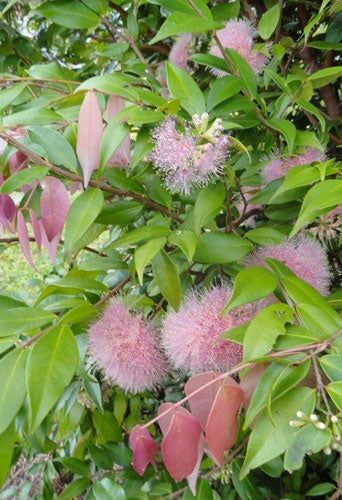 SYZYGIUM Cascade