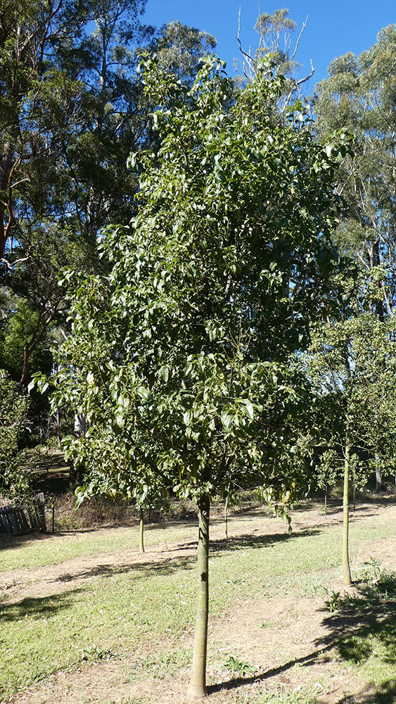 BRACHYCHITON acerifolius x populneus ‘Bella Pink’ grafted