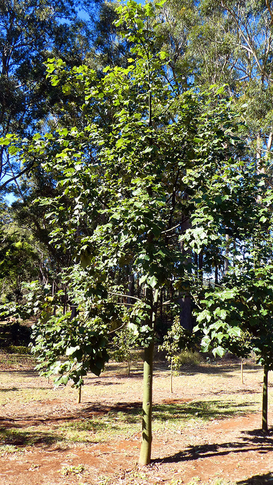 BRACHYCHITON discolor ‘Highfields Pink’ (Lacebark) grafted