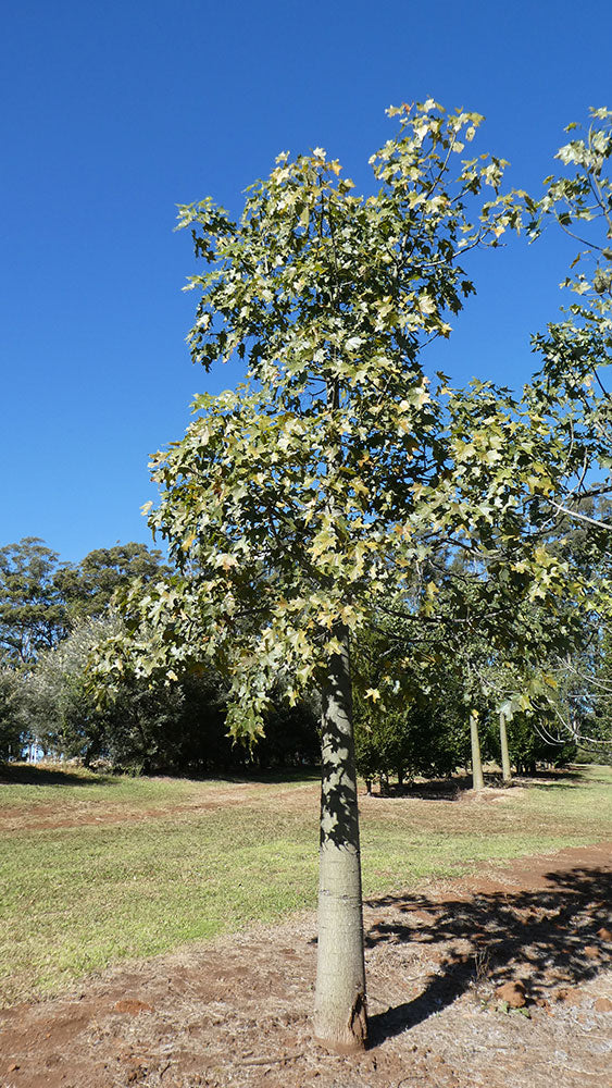 BRACHYCHITON australis (Broad Leaved Bottle Tree)