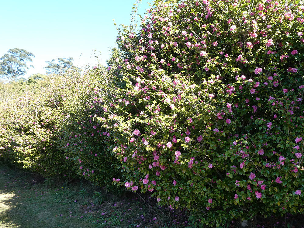 CAMELLIA hybrid Fragrant Pink (scented)