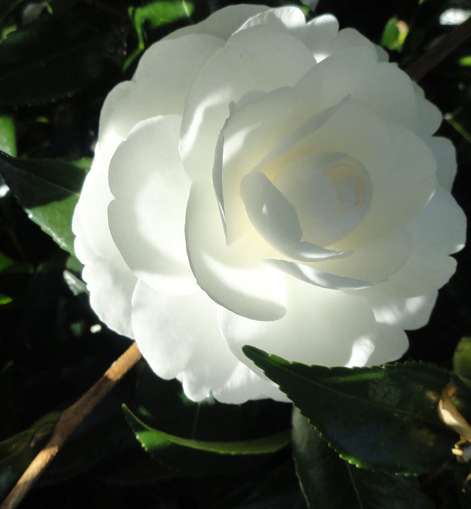 CAMELLIA sasanqua Early Pearly