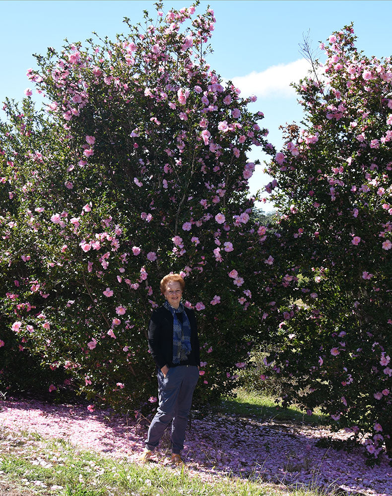 CAMELLIA sasanqua Jennifer Susan