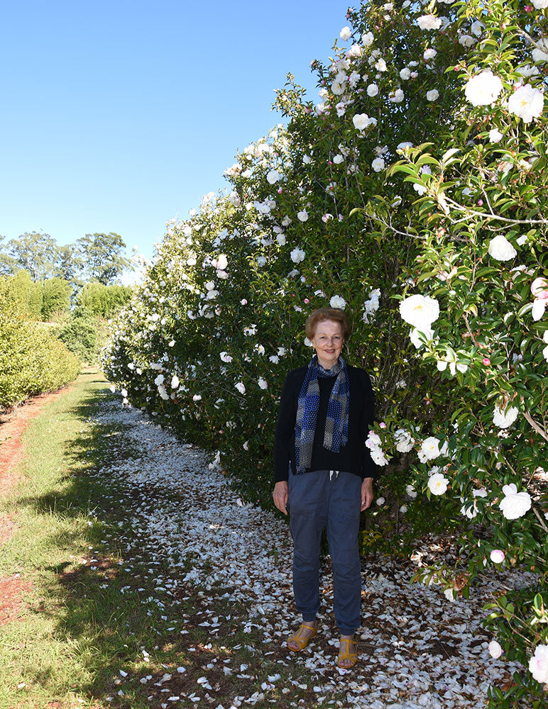 CAMELLIA sasanqua Pure Silk