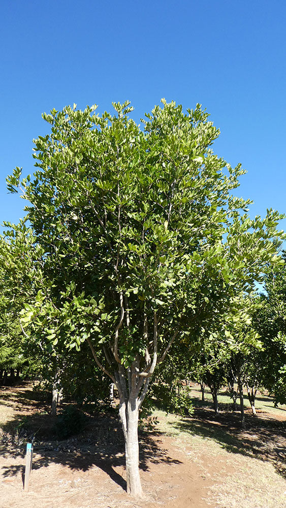 CUPANIOPSIS anacardioides (Tuckeroo)