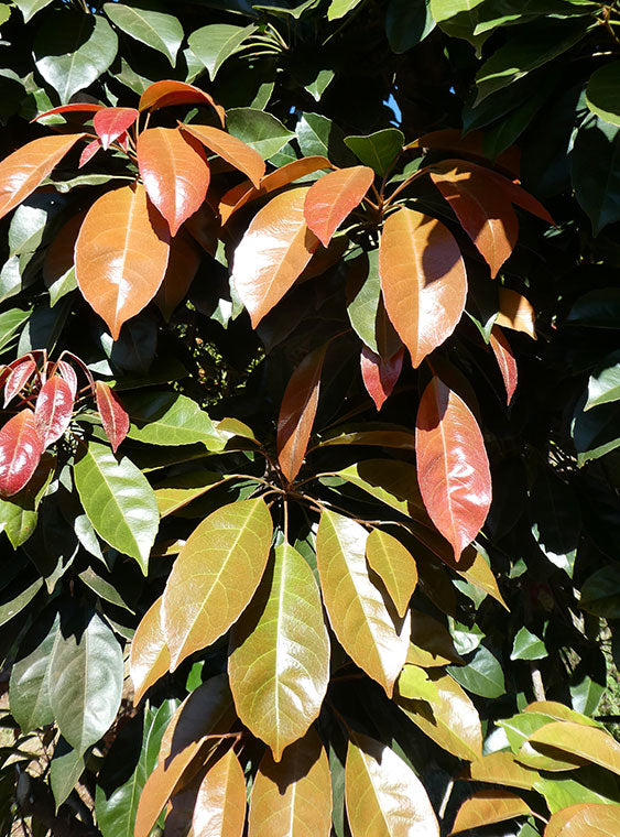 ELAEOCARPUS eumundii (Eumundi or Smooth Leaved Quandong)