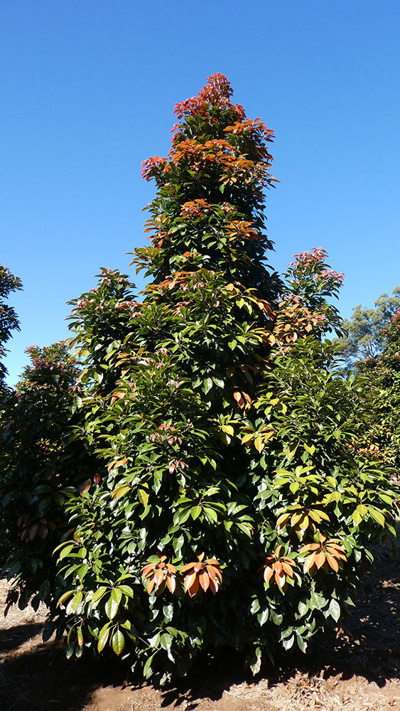 ELAEOCARPUS eumundii (Eumundi or Smooth Leaved Quandong)