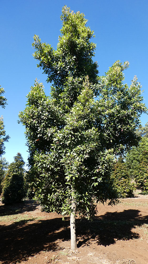 ELAEOCARPUS reticulatus Prima Donna (Blueberry Ash)