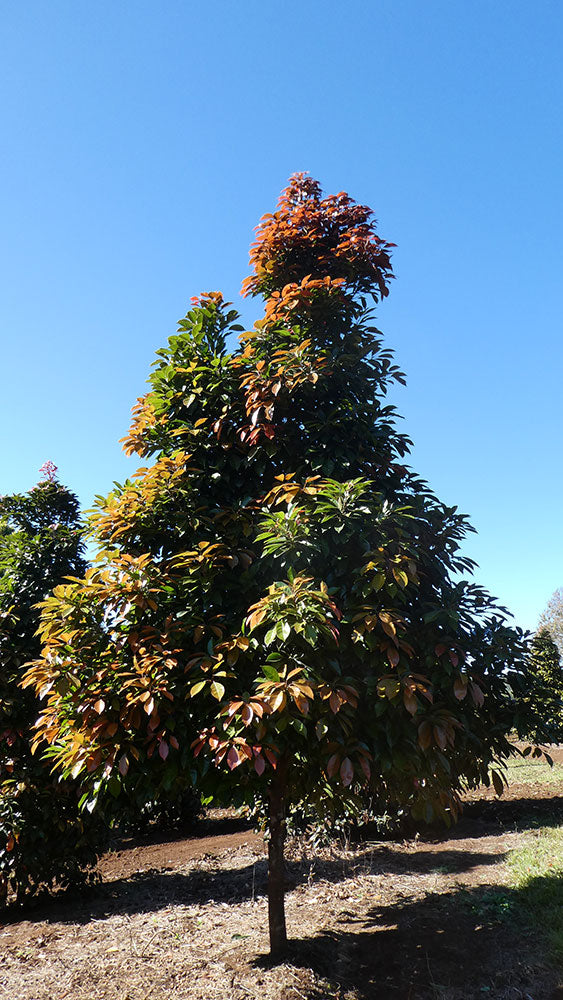 ELAEOCARPUS eumundii (Eumundi or Smooth Leaved Quandong)