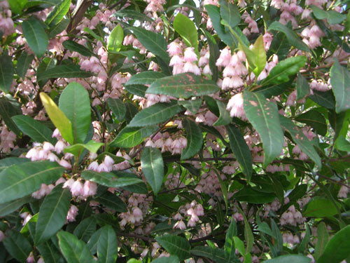 ELAEOCARPUS reticulatus Prima Donna (Blueberry Ash)
