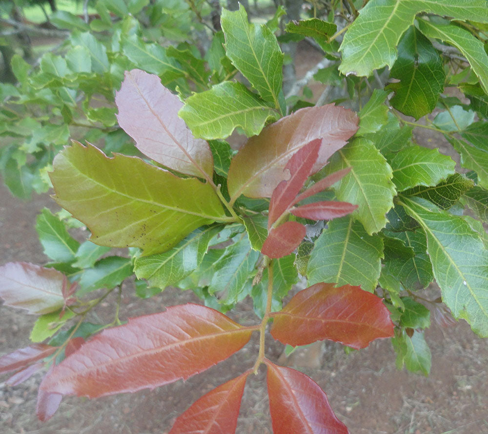 ELATTOSTACHYS xylocarpa