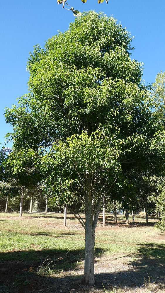 EMMENOSPERMA alphitonioides (Yellow Ash)