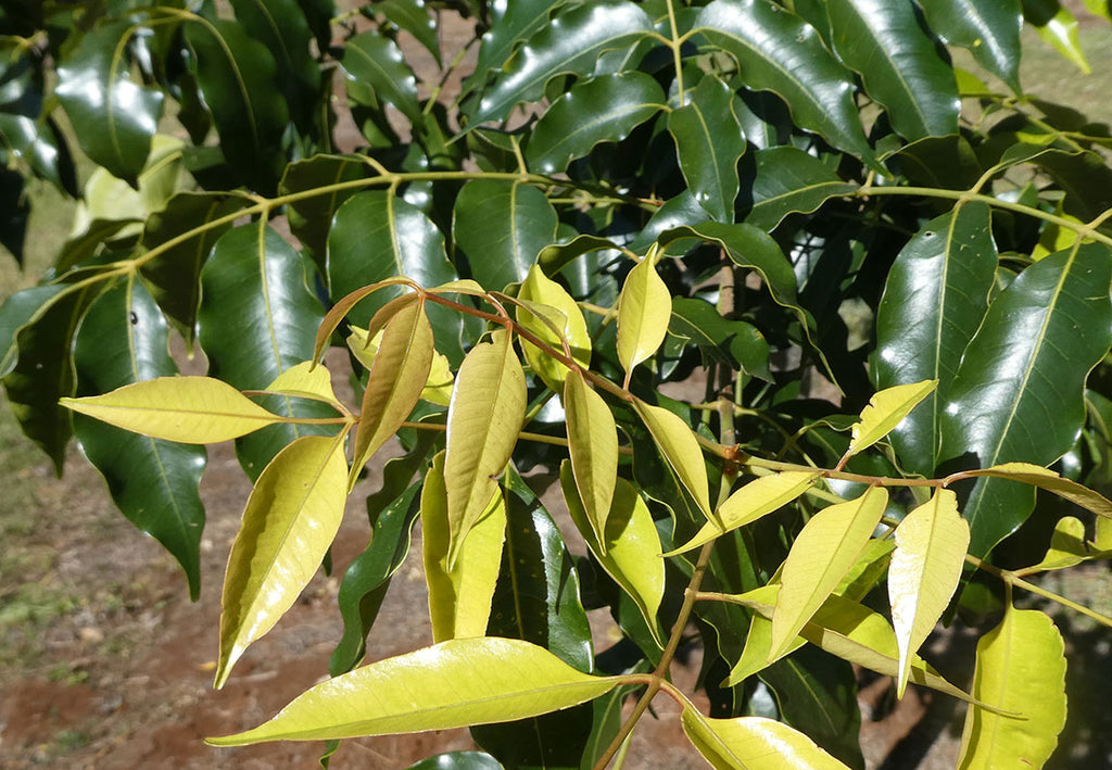 Flindersia pimenteliana (Maple or Rose Silkwood)