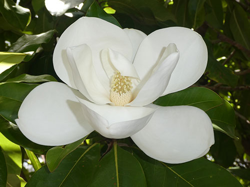 MAGNOLIA grandiflora ‘Exmouth’ (Bull Bay Magnolia)