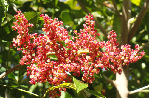 RHODOSPHAERA rhodanthema (Deep Yellow Wood) - Flowers