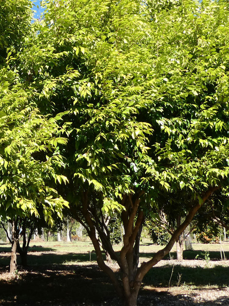 SYZYGIUM Cascade