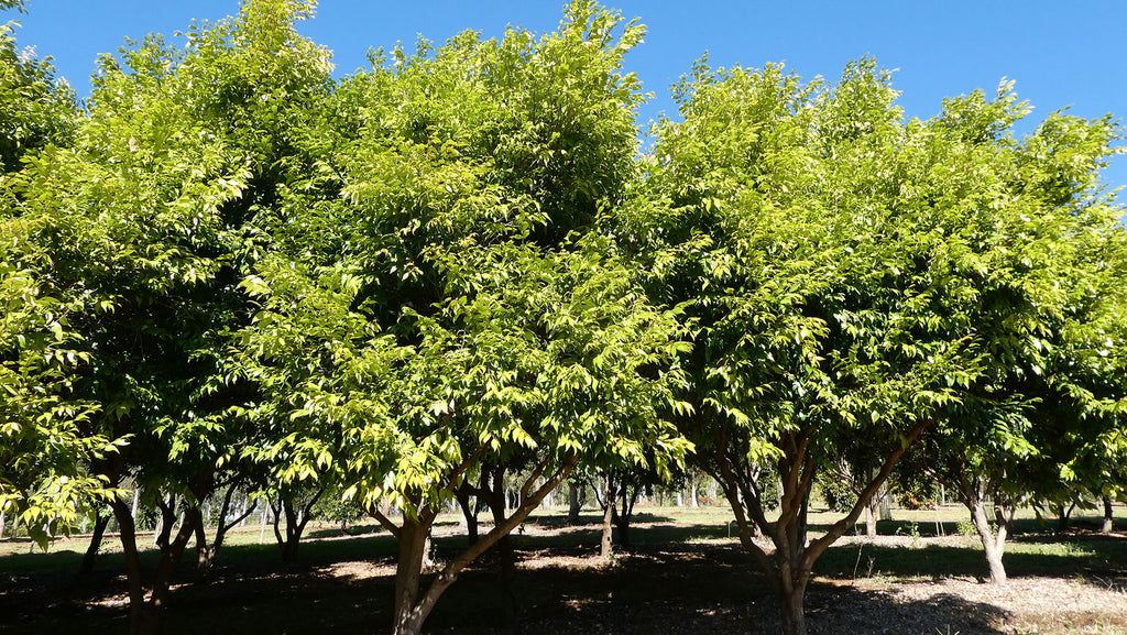 SYZYGIUM Cascade