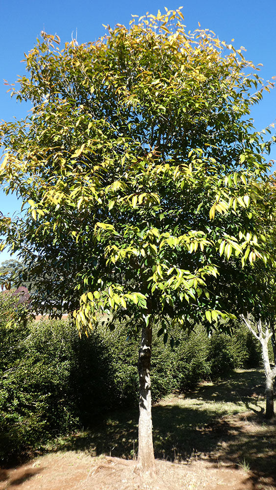SYZYGIUM tierneyanum (River Cherry or Bamaga Satinash)