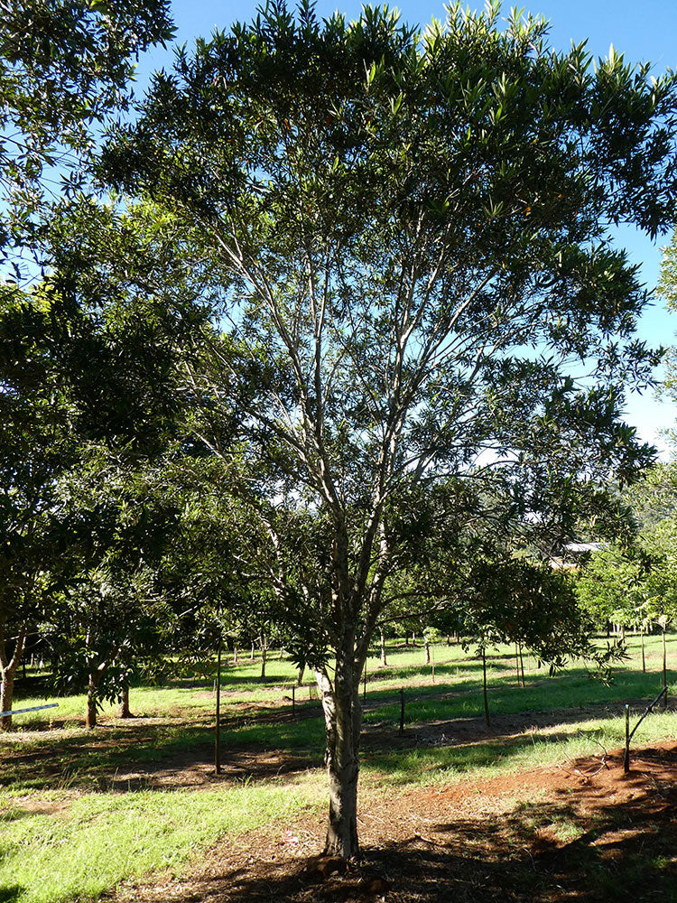 TRISTANIOPSIS laurina (Water Gum or Kanooka)