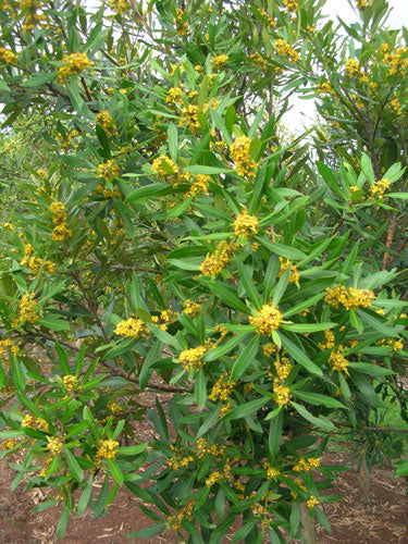 TRISTANIOPSIS laurina (Water Gum or Kanooka)