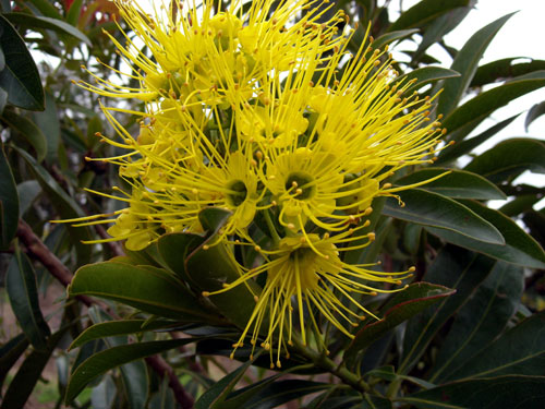XANTHOSTEMON chrysanthus (Golden Penda)